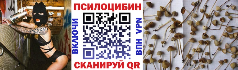 наркошоп  Порхов  Псилоцибиновые грибы Psilocybine cubensis 